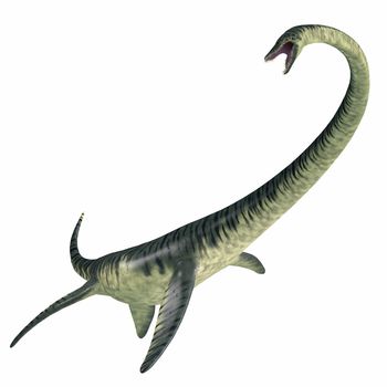 Elasmosaurus was a marine plesiosaur reptile that lived in North America seas in the Cretaceous Period.