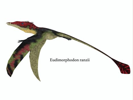 The carnivorous Eadimorphodon was a pterosaur flying reptile that lived in Italy in the Triassic Period.