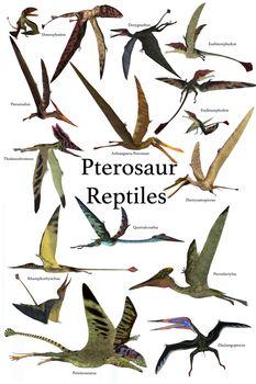 A collection of various Pterosaur reptiles from different prehistoric periods of Earth's history.