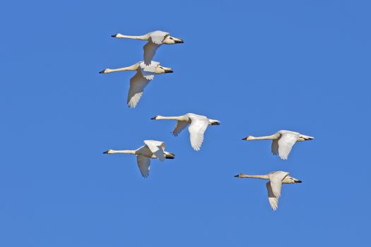 Tundra Swans ( Cygnus columbianus ) flying in a clear blue winter sky