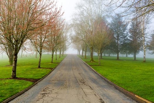 Foggy Morning on a tree-lined path at the park in Portland Oregon