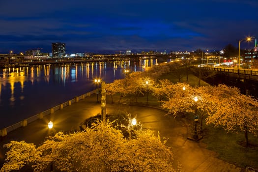 Cherry Blossom Trees Spring Flowers in Bloom along Portland Oregon downtown waterfront park during blue hour