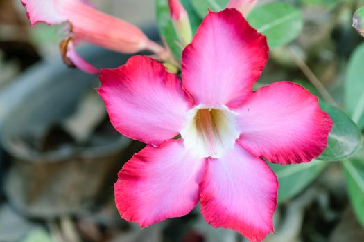 Desert Rose is a bright-colored flowers. Desert Roses are Thai Flower.