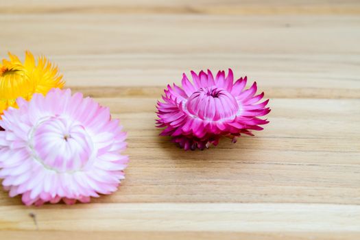 Beautiful strawflowers on wooden table