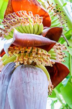 Banana blossom on tree in garden with daylight
