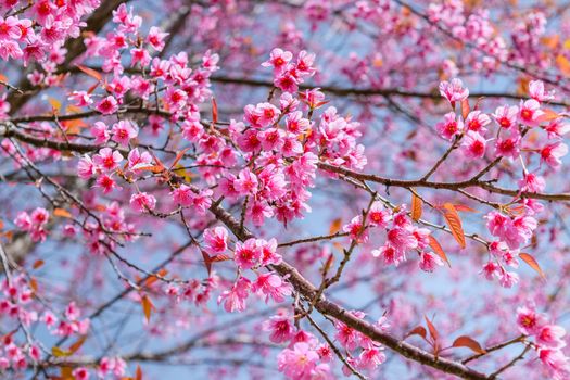 Sakura flowers blooming blossom in PhuLomLo Loei Province , Thailand