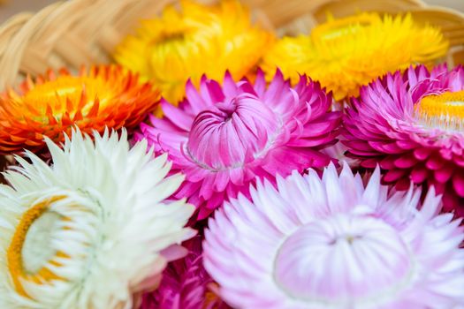 Beautiful strawflowers on wooden table