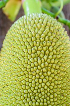 Green jackfruit on tree , Local fruit of Thailand