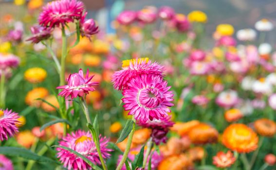 beautiful growing strawflowers in the garden