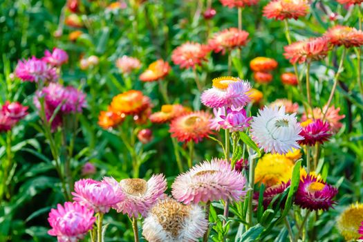 beautiful growing strawflowers in the garden