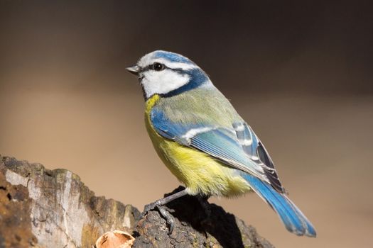 The photo shows tit on a branch