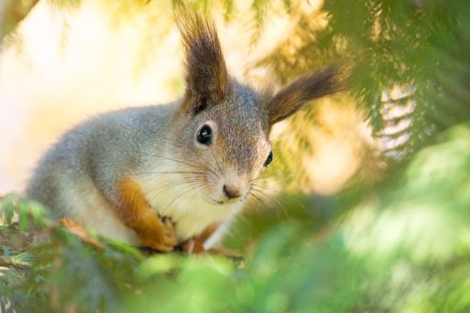 the photograph shows a squirrel on a tree