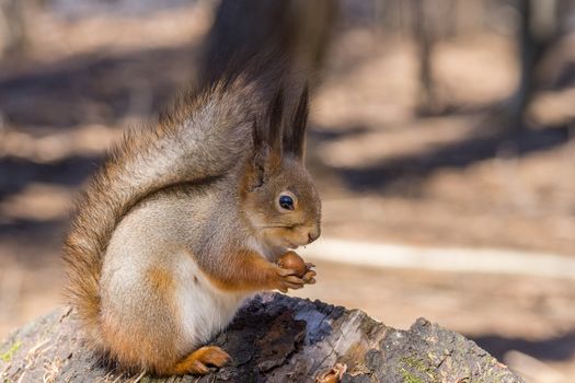 the photograph shows a squirrel on a tree