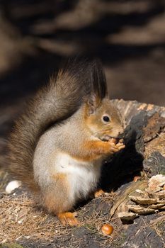 the photograph shows a squirrel on a tree