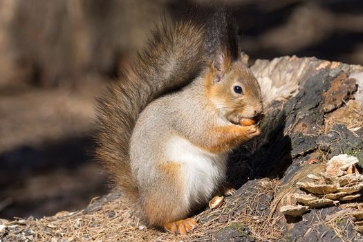 the photograph shows a squirrel on a tree