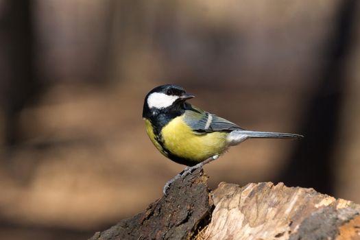 The photo shows tit on a branch