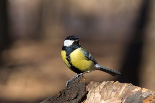 The photo shows tit on a branch