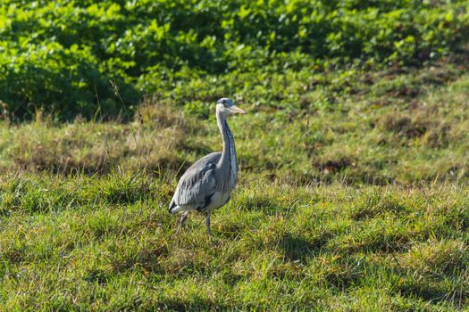 Heron, great grey Heron in the grass by the lake