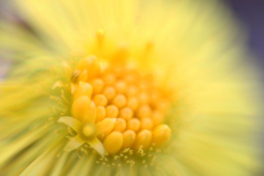 macro of a coltsfoot, tussilago farfara