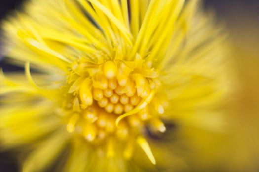 macro of a coltsfoot, tussilago farfara