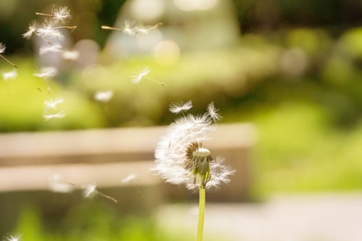 The photo depicts the dandelion fly away in the wind