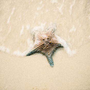 Starfish by itself on the beach at Moreton Bay during the day