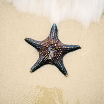 Starfish by itself on the beach at Moreton Bay during the day.