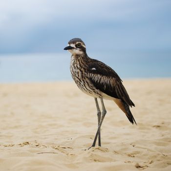 Bush stone-curlew on the beach in Moreton Island, Australia during the day.