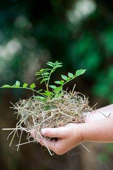 Closeup of child's hands holding fresh small plant outdoors