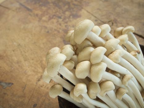 close-up shimeji mushroom