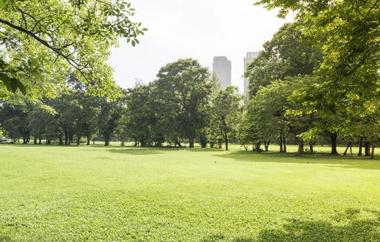 Green lawn with trees in park under sunny light