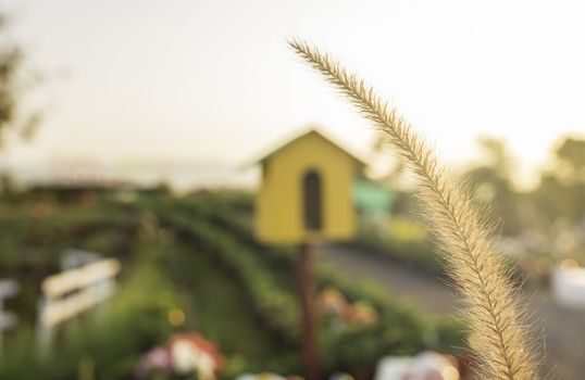 Pennisetum pedicellarum weed plant flower.