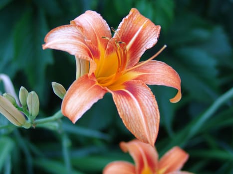 Orange lilies flowers.