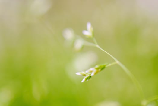 Macro shot of grass with seeds, shallow depth of field