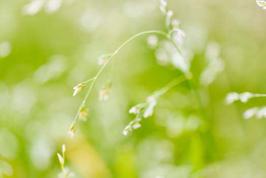 Macro shot of grass with seeds, shallow depth of field