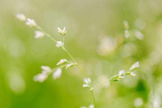 Macro shot of grass with seeds, shallow depth of field