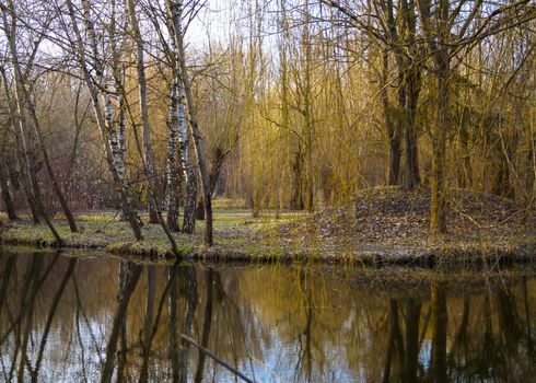 young birch trees on the island in the middle of the water