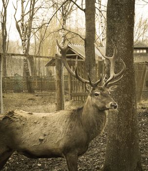 beautiful deer in the reserve photo effect