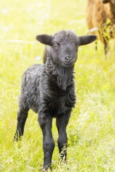 The photo depicts a lamb in a meadow