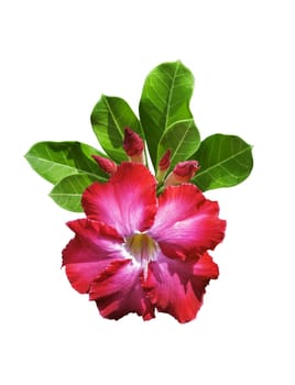 Desert rose flowers with green leaf isolated on white background clipping path