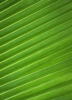 Green leaf pattern of plam tree background