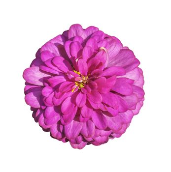 Pink flower isolated on white with clipping path