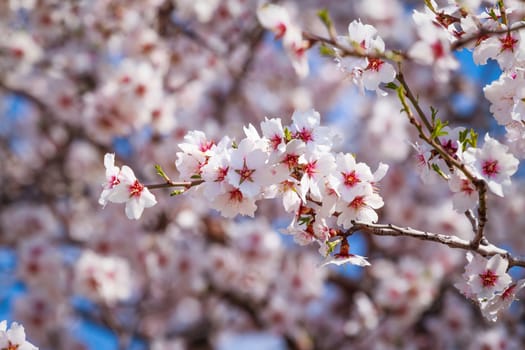 Cluster of pink flowers of apricot tree against the blue sky