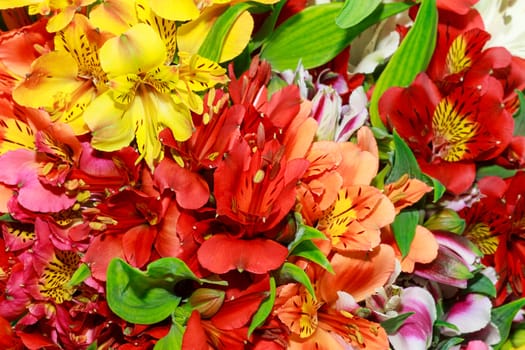 Beautiful bouquet of alstroemerias of different colors, close-up.