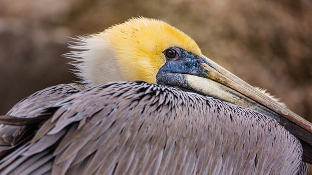A close-up color image of a brown pelican. Florida, USA.