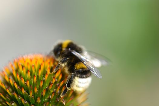 bumble bee flying to flower