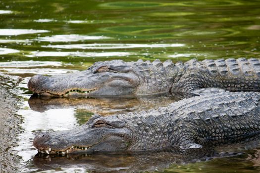 Two alligators in a river lay in wait for their prey. 