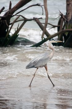 A great blue heron wading through the water in the Gulf of Mexico. 