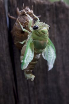 A cicada nymph molting from its exoskeleton as it becomes and adult. 