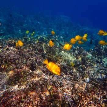 Many yellow tang, a type of tropical fish, swim around a reef in Hawaii. 